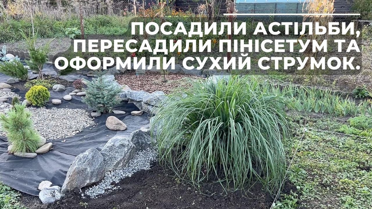 Посадили астільби, пересадили пінісетум та оформили сухий струмок.