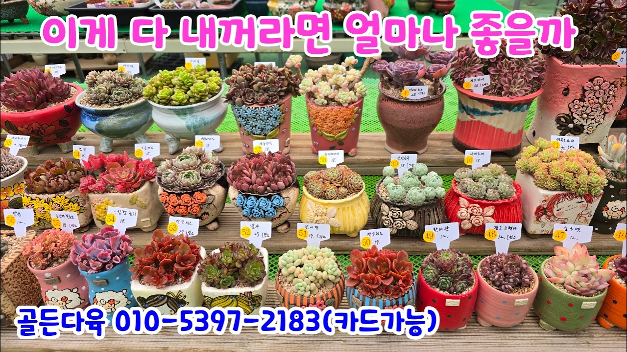 260304📍#골든다육 우하 초코미어 핑크마녀철화 더스티로즈 제스타철화 사과꽃 밴바디스 아메스트로 파스텔 매직쨈골드 러우 노마