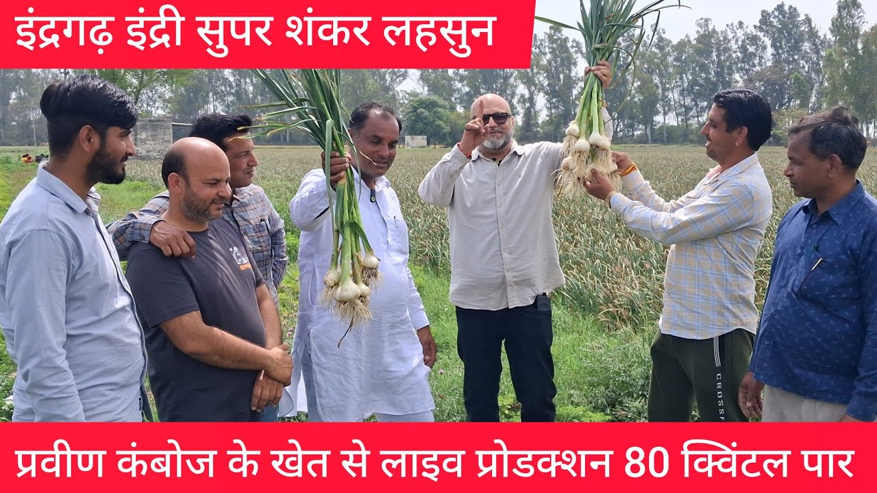 प्रवीण कंबोज के खेतों से सुपर शंकर लहसुन ने दिल जीत लिया प्रोडक्शन 80 क्विंटल super shankar garlic
