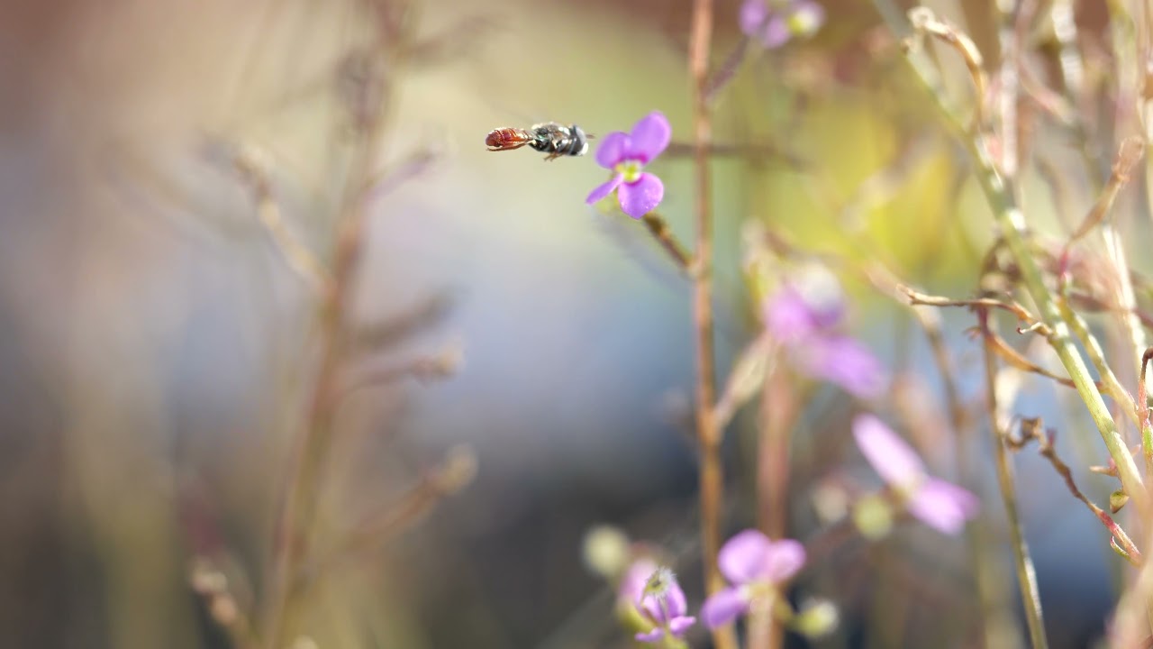 Stylidium debile slaps tiny bee