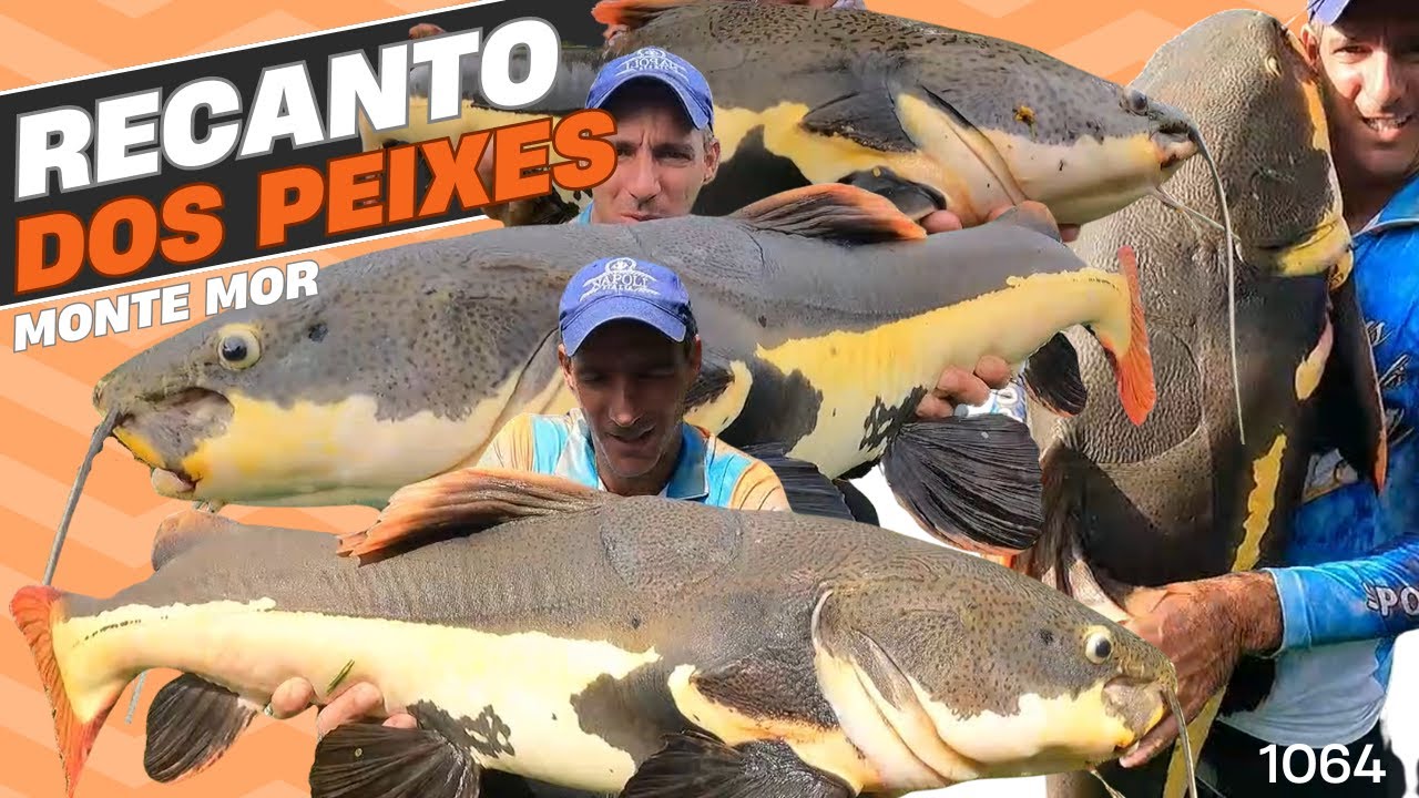 15 PEIXES EM 4 HORAS DE PESCARIA NO no RECANTO DOS PEIXES de MonteMor - Fishingtur 1064