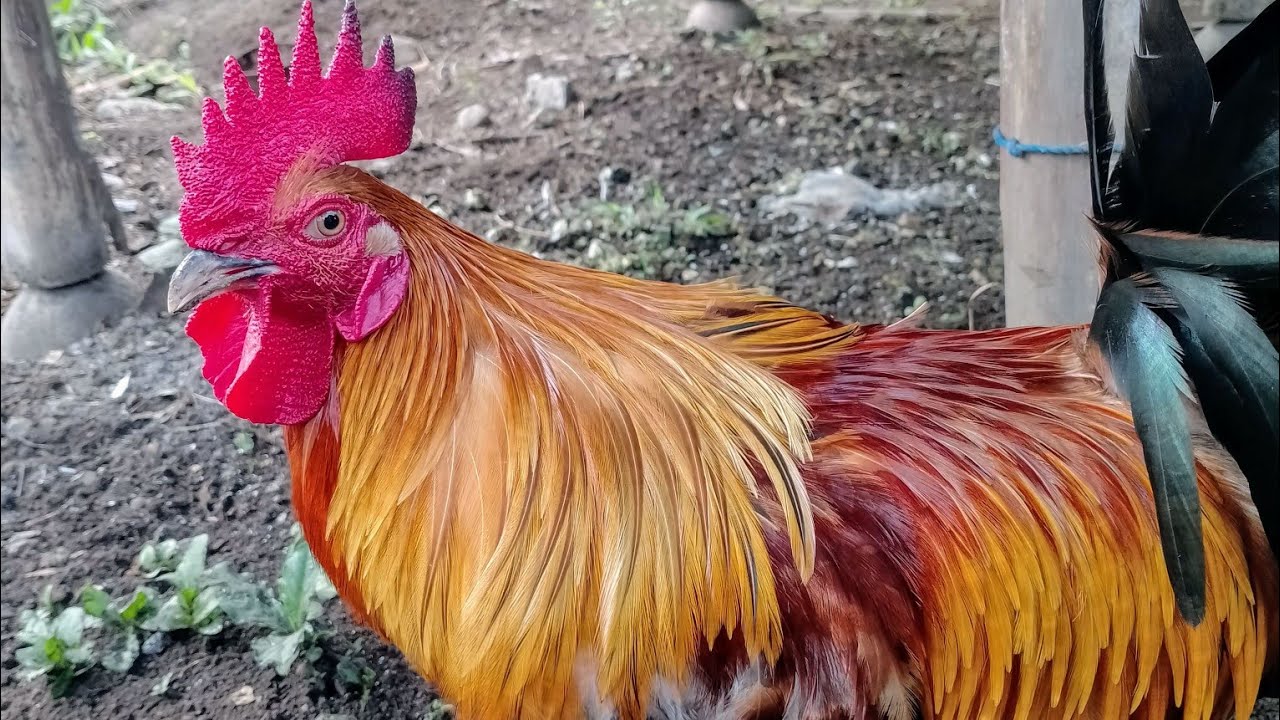 My Farm update
