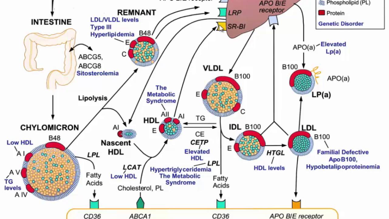Dyslipidemia ESC