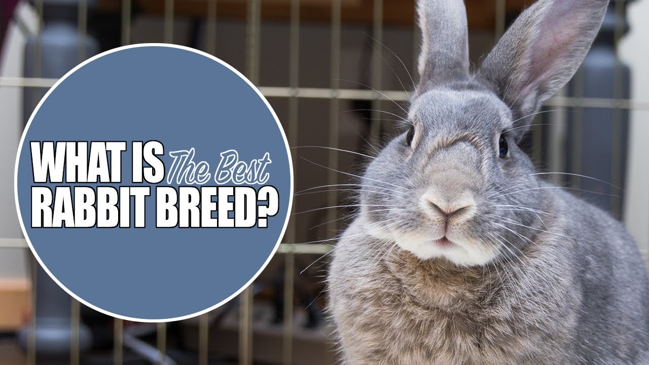What Is The Best Rabbit Breed For You?