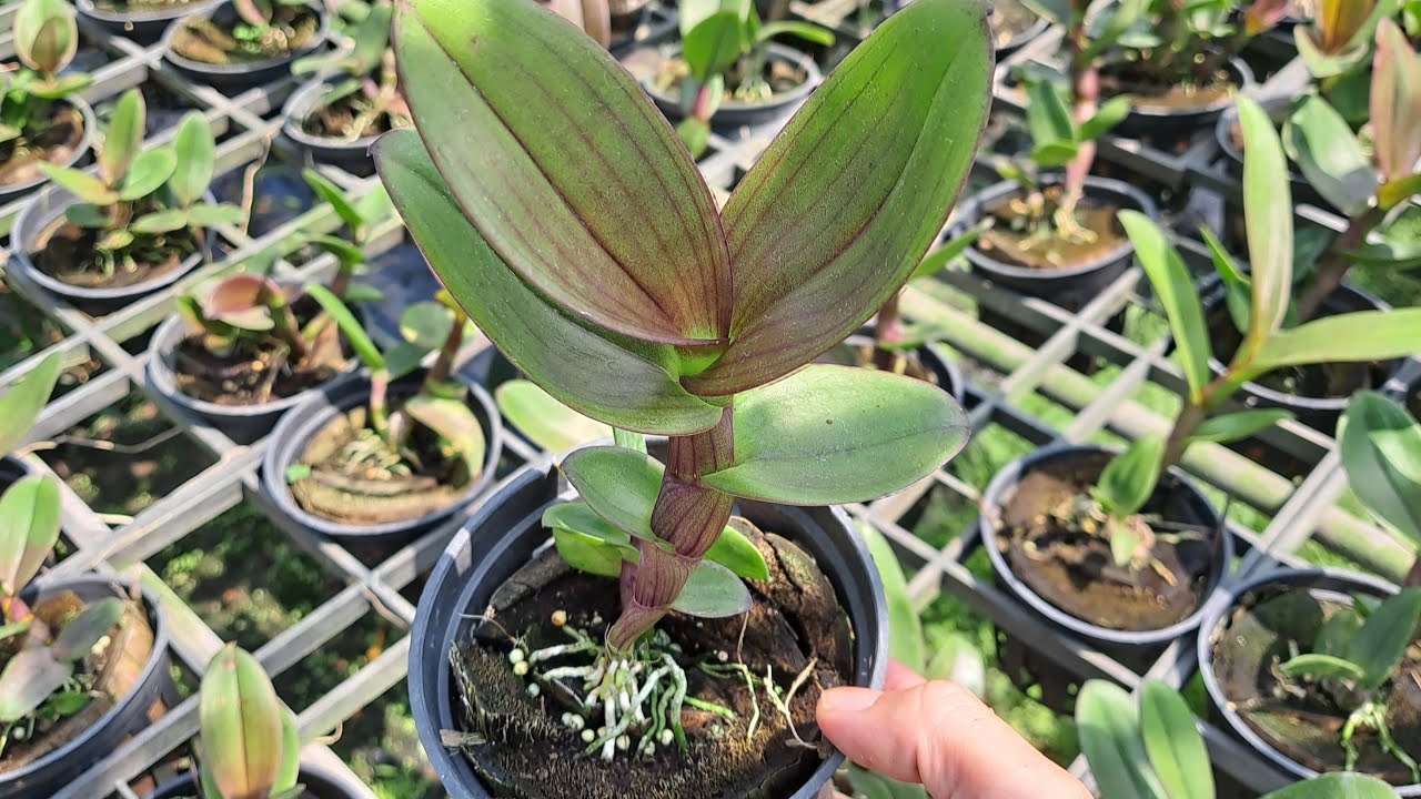 SĂN dendro giá rẽ cuối tuần....