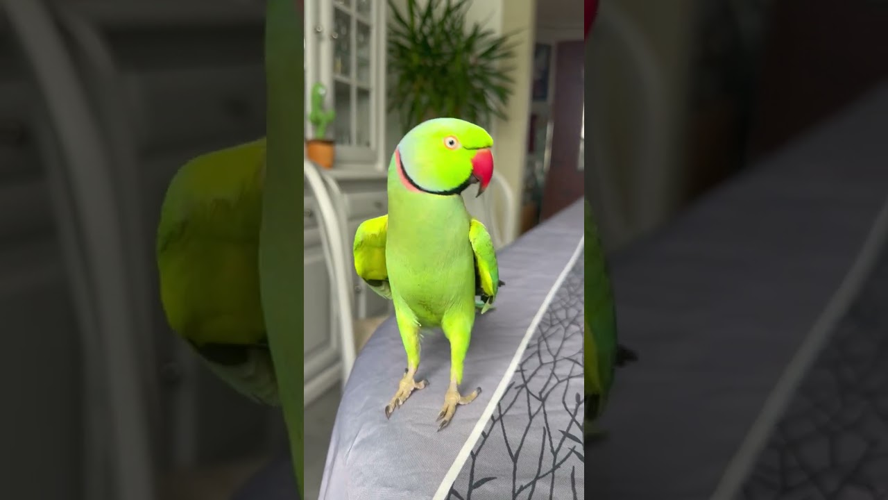 KIWI PERRUCHE À COLLIER QUI PARLE 😍😍