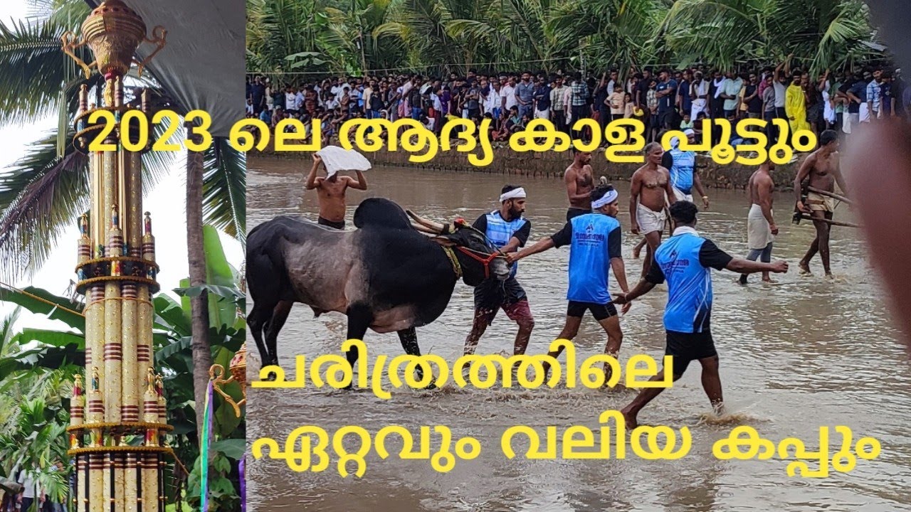 ഇതാണ് കാളപൂട്ടിലെ  ഏറ്റവും വലിയ കപ്പ് നൽകിയ മത്സരം.#trending #video #viral #kalapoot
