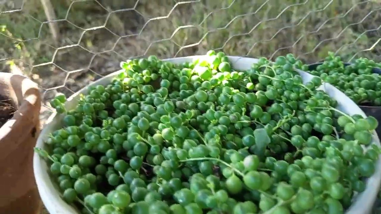 JARDIM PARA TODOS QUE AMA PLANTAS 