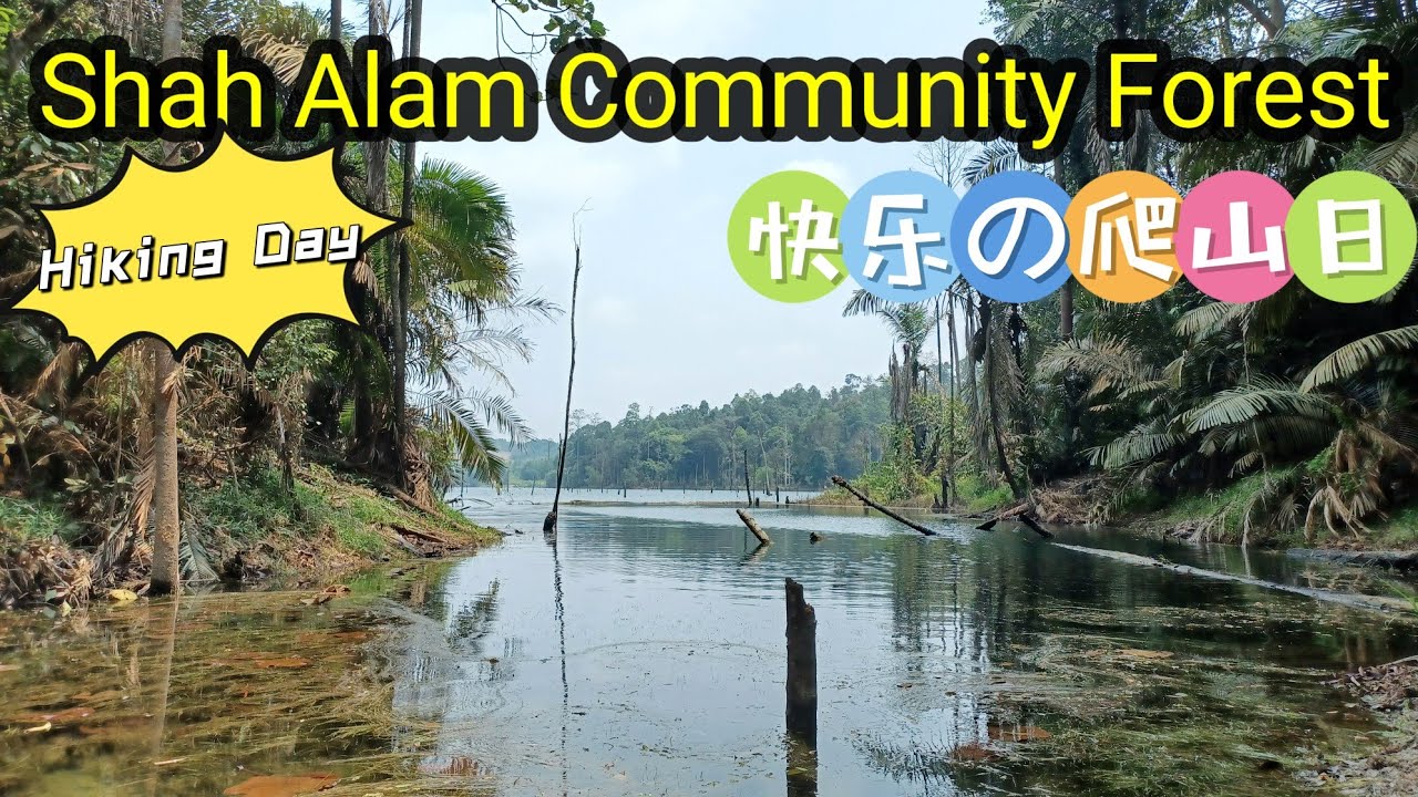 Hiking at Shah Alam Community Forest 快乐的爬山日 2023 #setialam #hiking #leisure #爬山 #travel #休闲