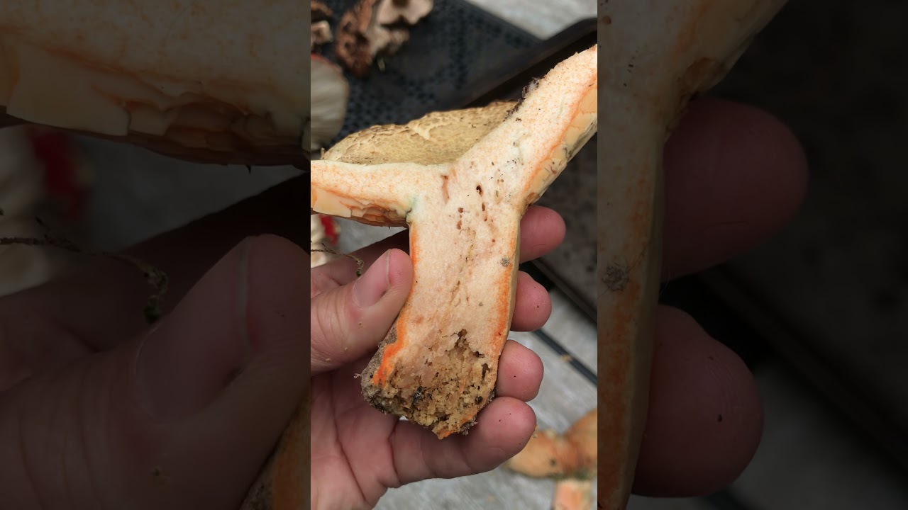 Lactarius deliciosus:  The Saffron Milky Cap