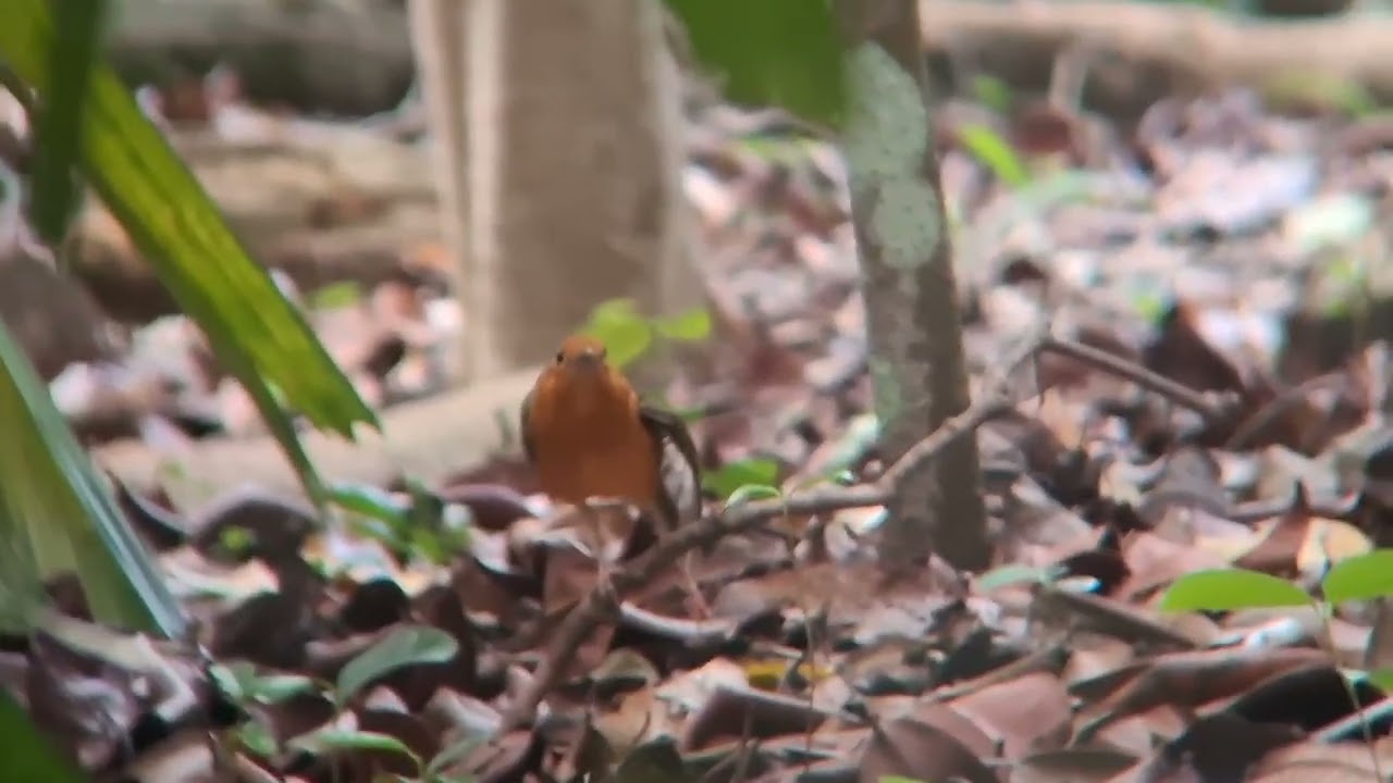 Orange Headed Thrush stretching after a long perched at Singapore Botanical Gardens Feb2026