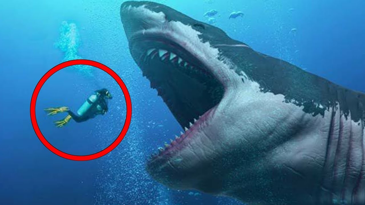Top 10 Scary Theories That Prove The Megalodon Is Still Alive