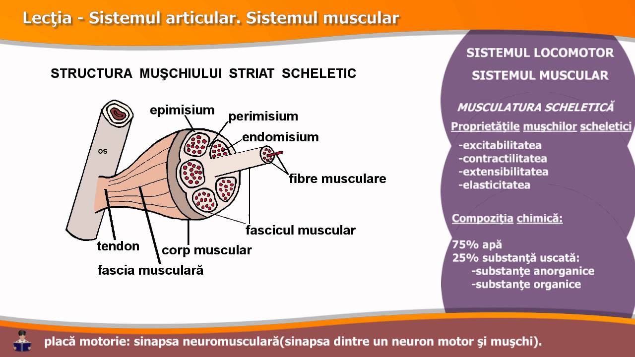 SISTEMUL ARTICULAR. SISTEMUL MUSCULAR