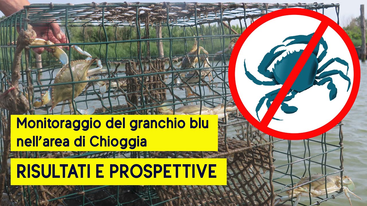 Un anno di  monitoraggio del GRANCHIO BLU_ Risultati e prospettive