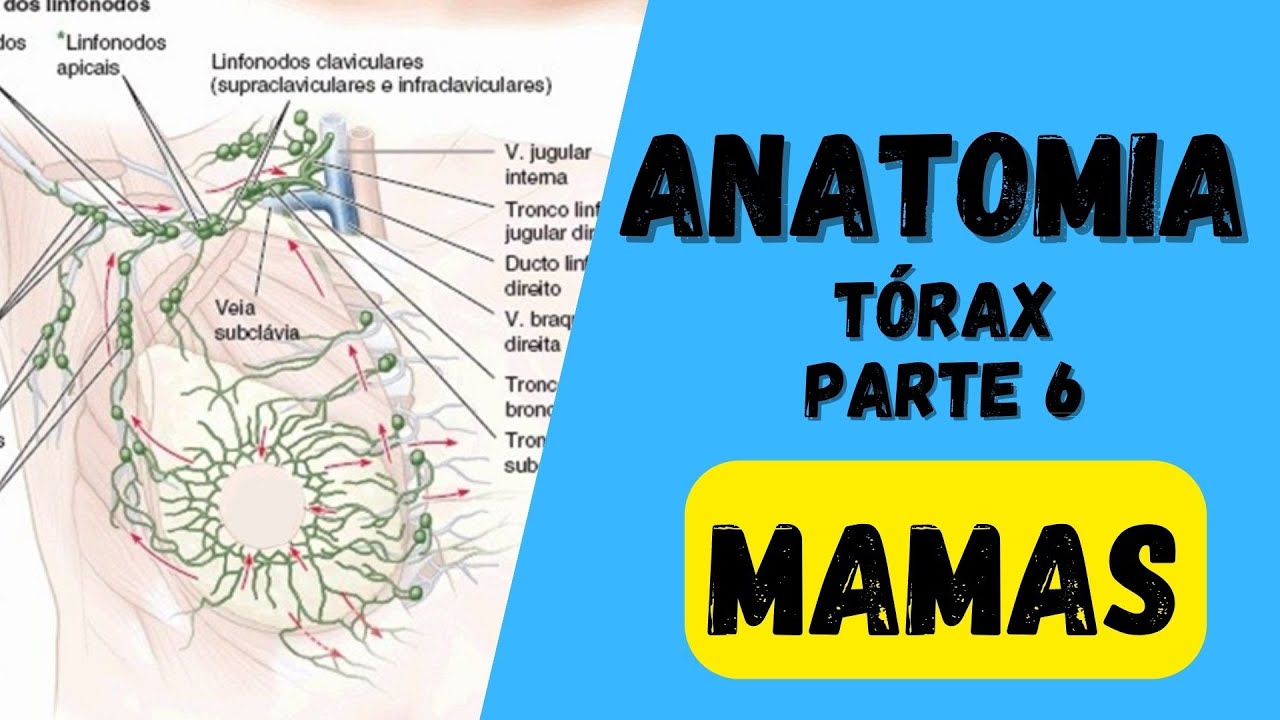 Anatomia das mamas - Anatomia humana. Quais as características das glândulas mamárias?