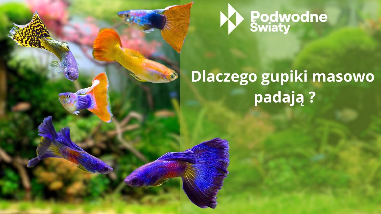 Dlaczego gupiki masowo padają ?