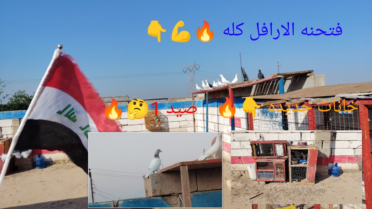 فيدو اليوم بي صيد و بي تخريج وبي تفقيس وكلشي اوكلاشي.  لايك وتعليق ❤️