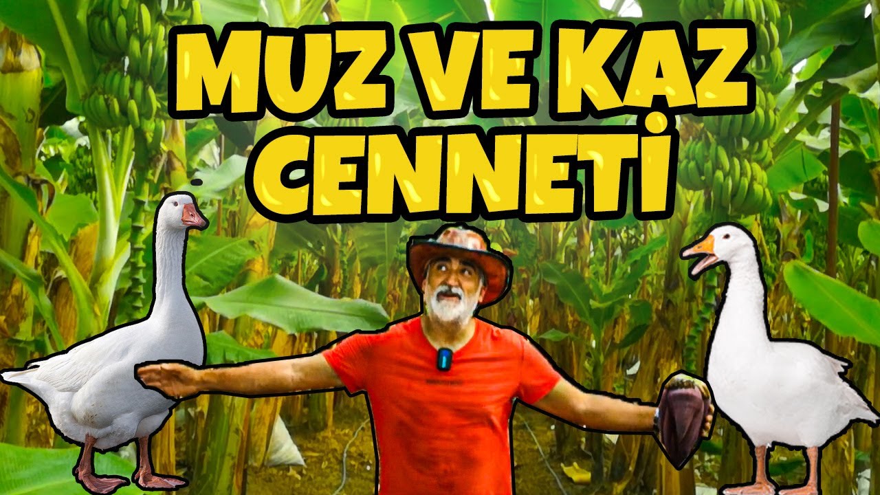 OSMANİYE'de İLK MUZ SERASI, MUZ NASIL YETİŞTİRİLİR ? @Bisikletli Rehber @Harikalar Diyarı #muz #sera