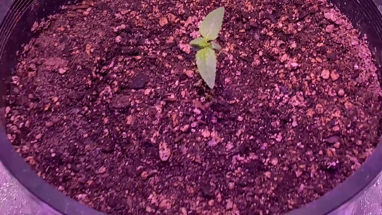 Ganja grow 2 week update