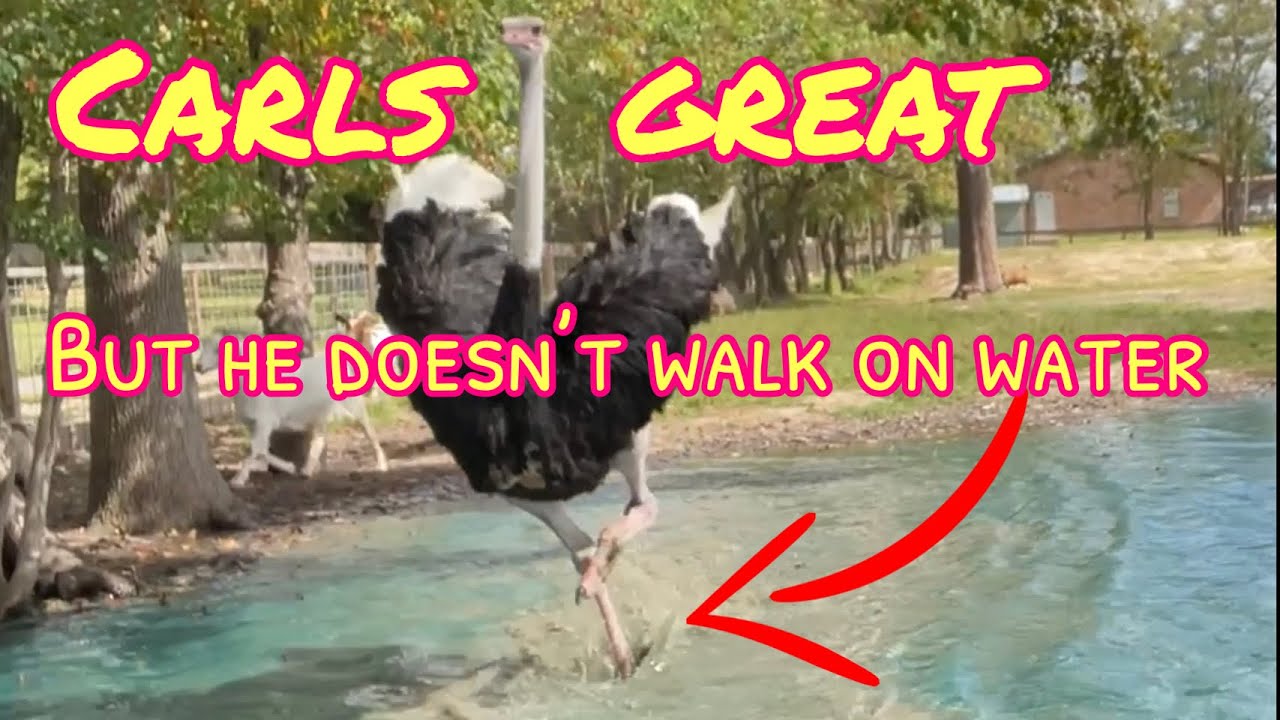 Carl Almost Walks On Water!