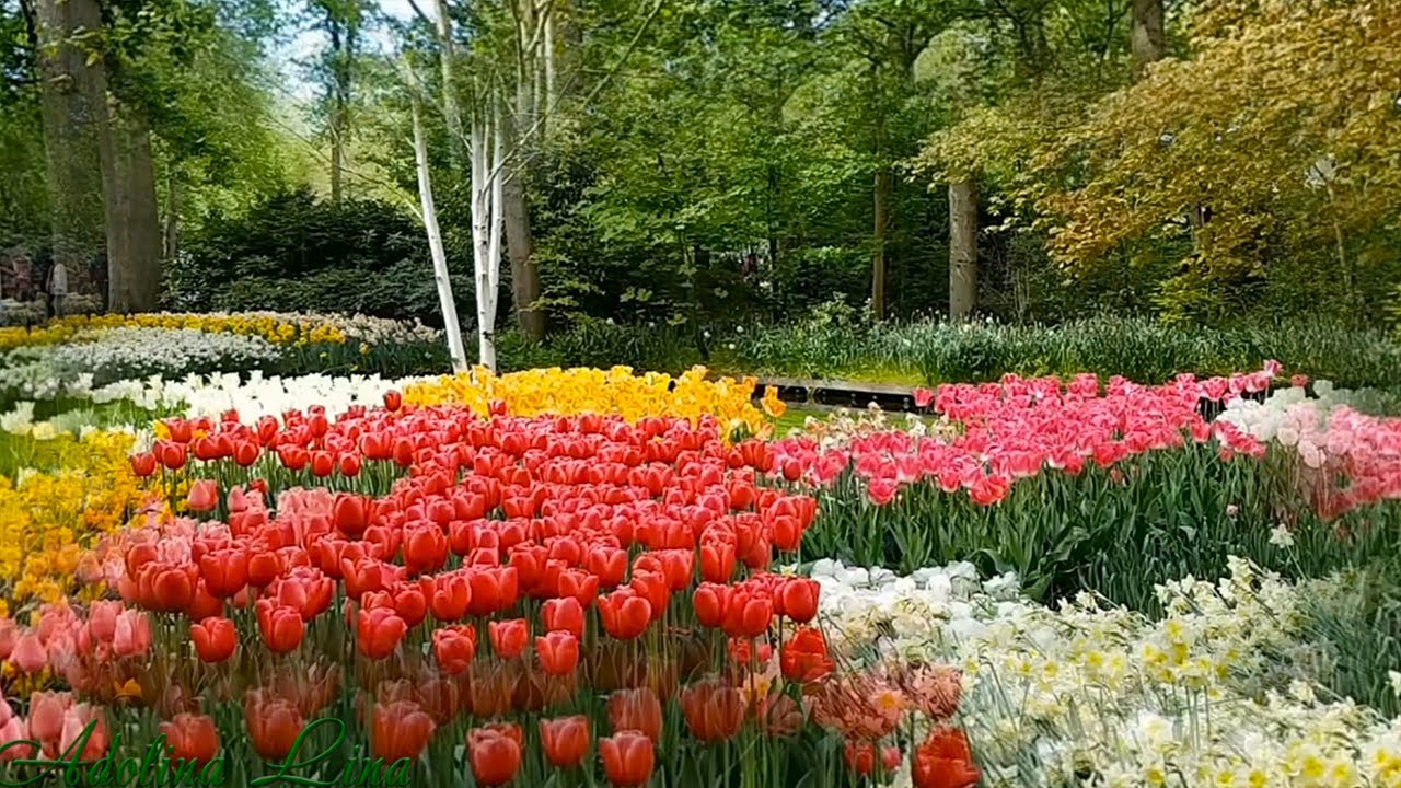 Ein virtueller traumhafter Spaziergang durch den Blumenpark Keukenhof. Lass deine Seele baumeln.