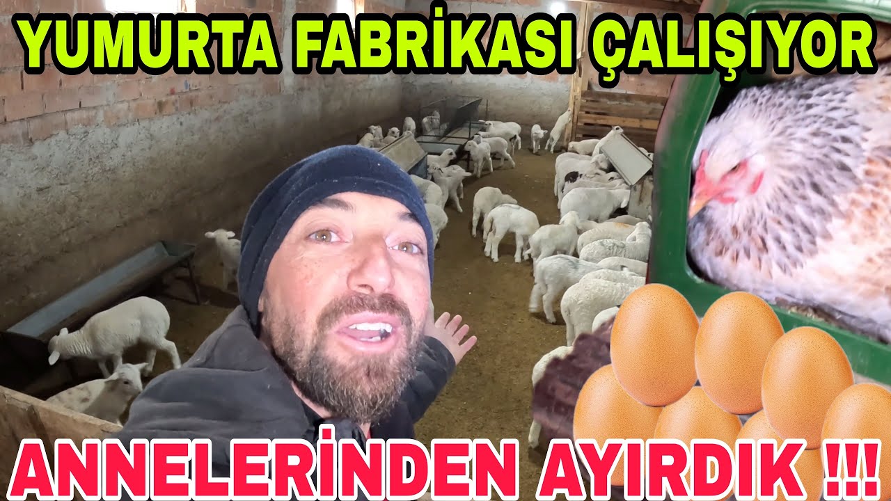 YUMURTA FABRİKASI ÇALIŞIYOR !! TAVUKLARA NE OLDU~KUZULARA İLK YEM~BOL BOL KURULUK