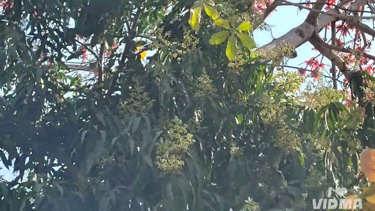 आम बौराया सेमल लाल, बसंत का अद्भुत कमाल...