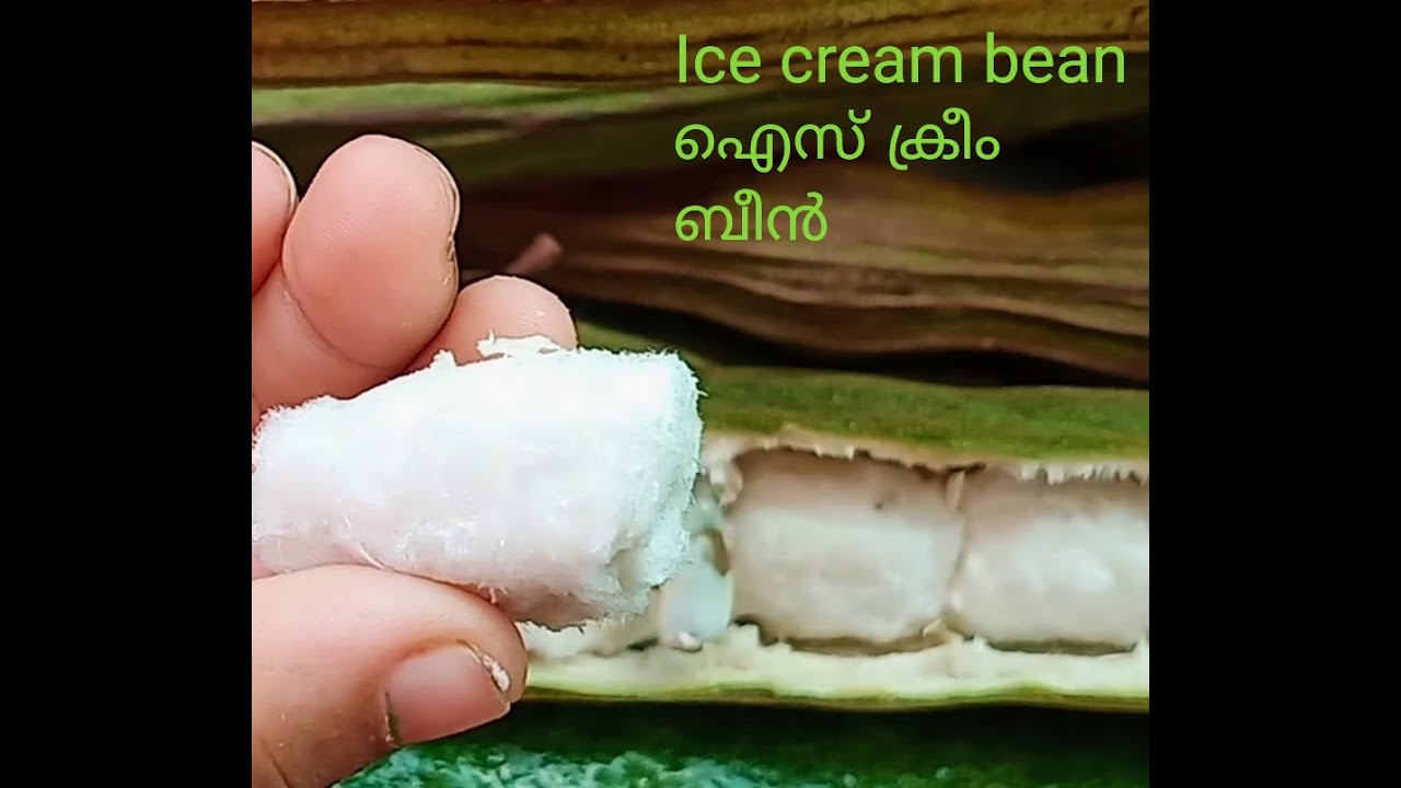 Ice cream bean and candle fruit grown in kerala / Veliyath gardens / Sreekumar menon.
