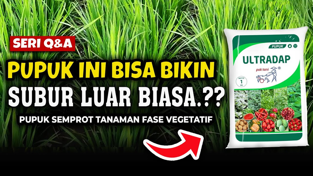 PUPUK YANG BISA BIKIN TANAMANMU SUBUR LUAR BIASA.??? | Tanaman Subur Fase Vegetatif | Ultradap Padi