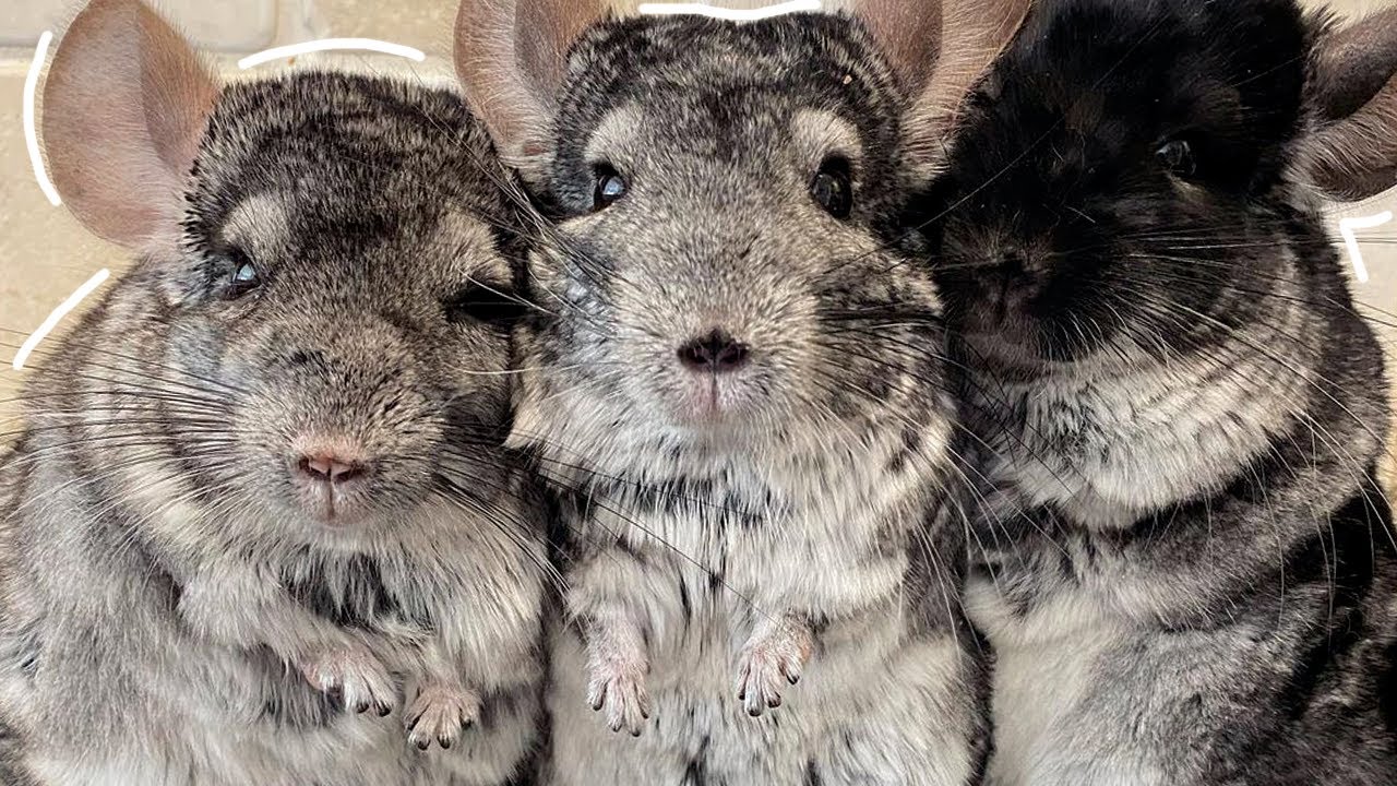 Chinchillas playing together! Family of 7 rescued baba chins| The Koala
