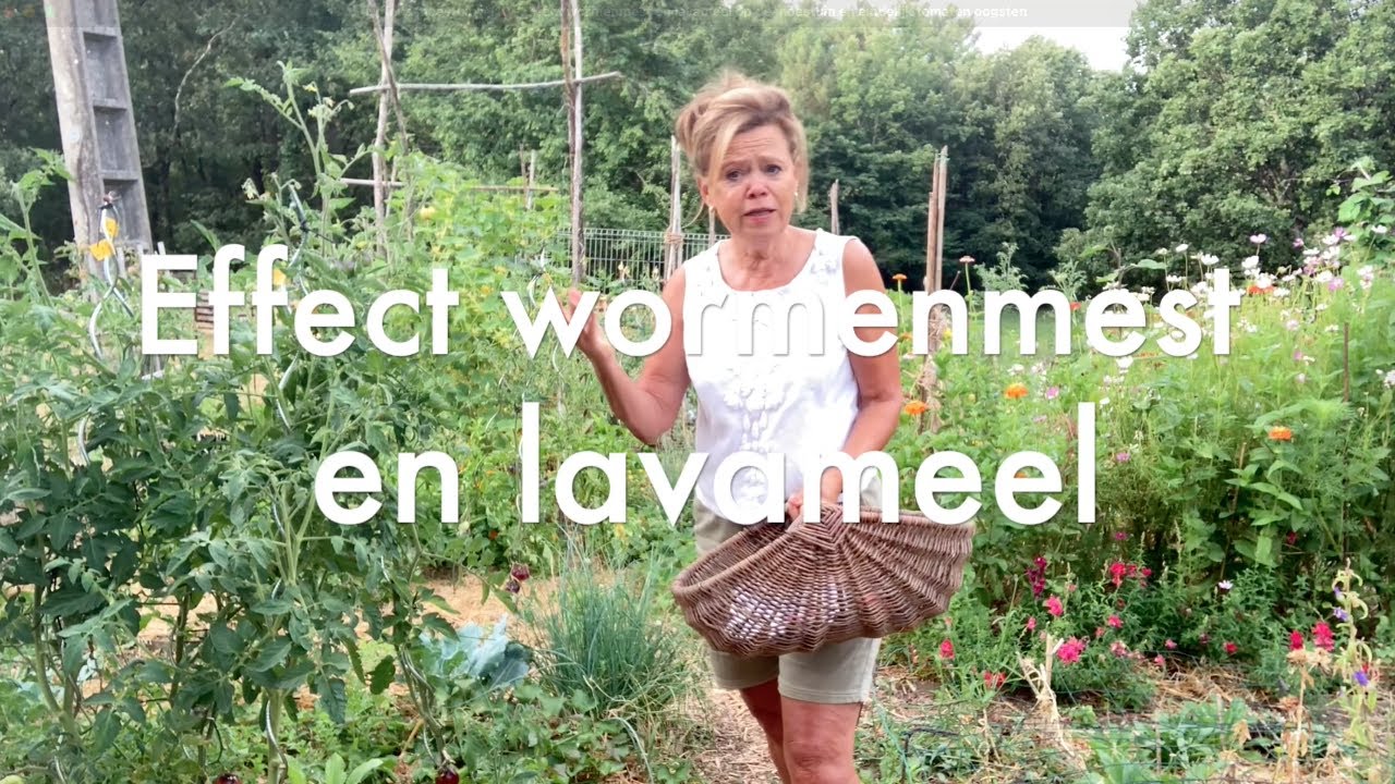 Ini's moestuin #110   Effect wormenmest en lavameel op de moestuin & eindelijk de 1e tomaten oogsten