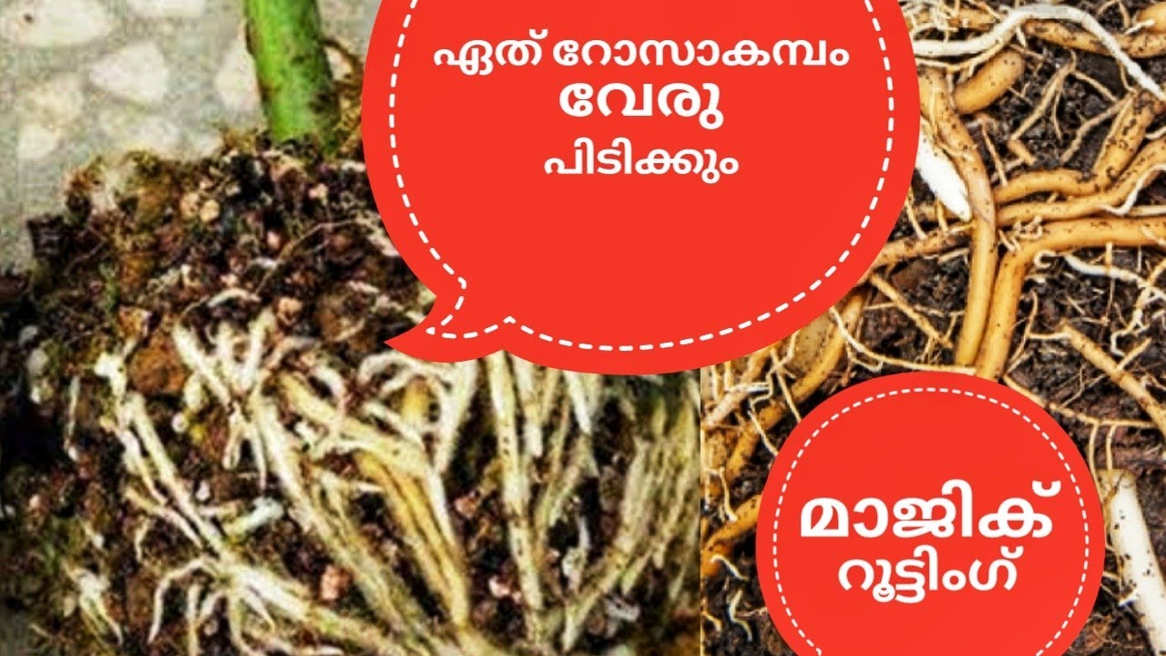 How to Make a Rose Root | Propagating Roses in a New Way at Home