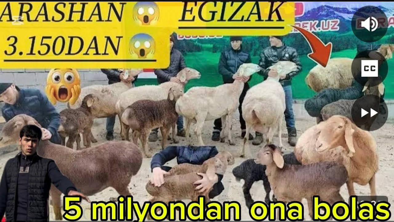 5milyonda ona bola arashan 3 egizaklar xam arzon narxlarda shoshiling zõrlari