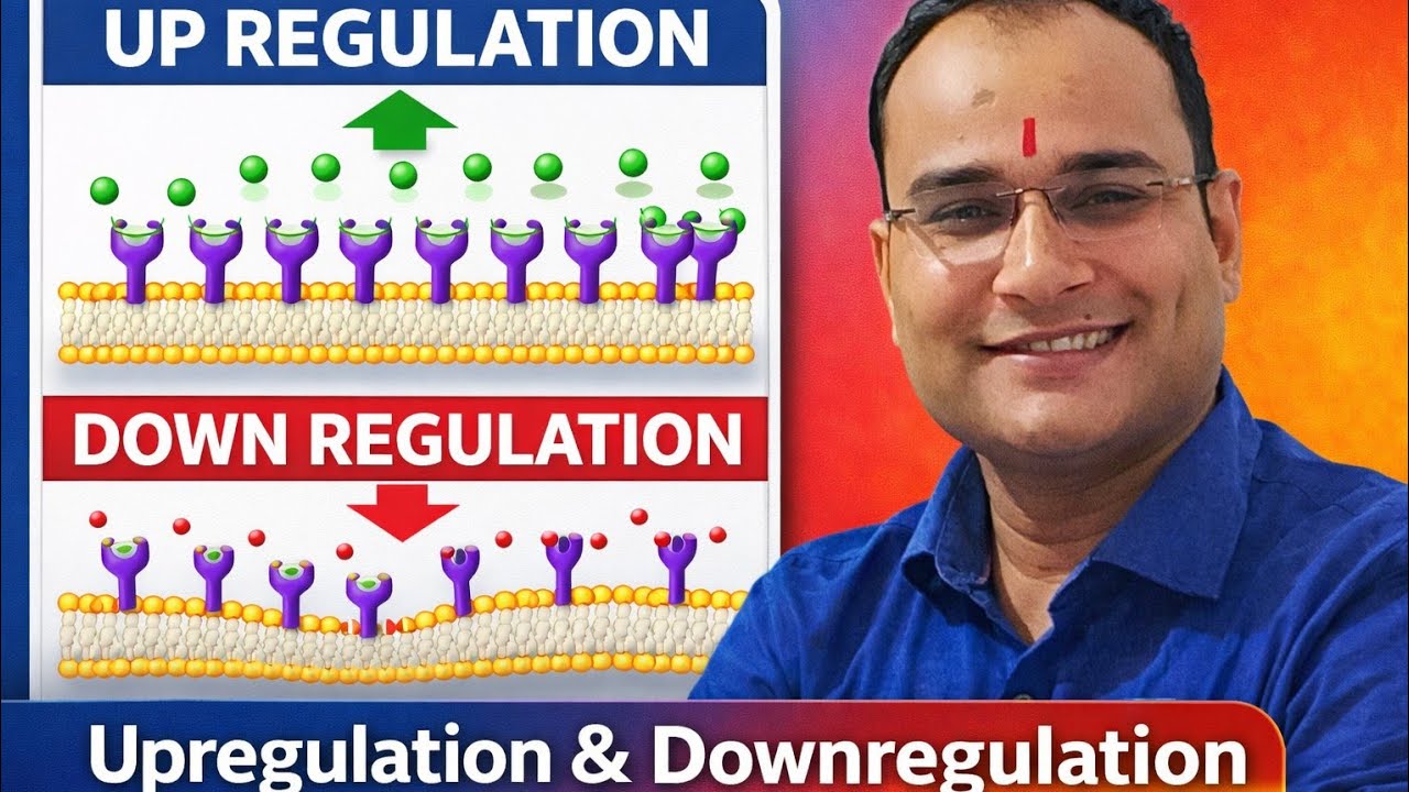 Regulation of receptors | UP- Regulation  | Down Regulation 