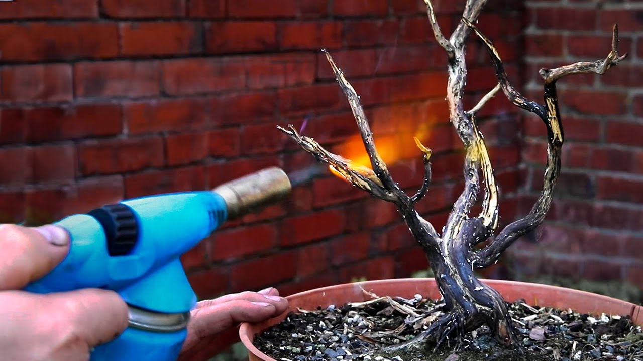 Making a tanuki bonsai with a blow torch!