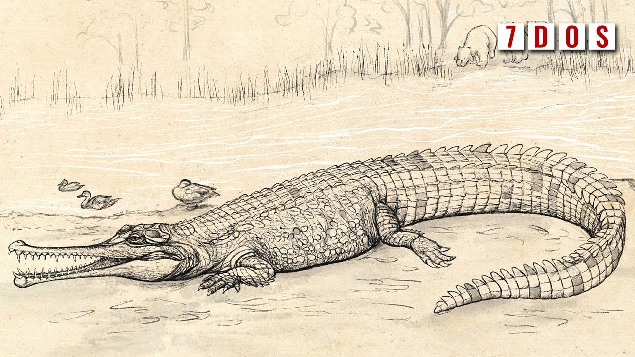 The Biggest Crocodilian Ever Found in Australia | 7 Days of Science