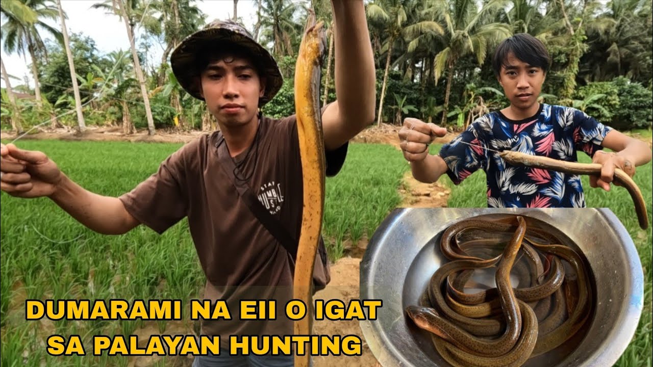 NAPAKARAMING NA HULI NATIN IGAT SA PALAYAN PESTE NAGKALAT PANGANGAWIL