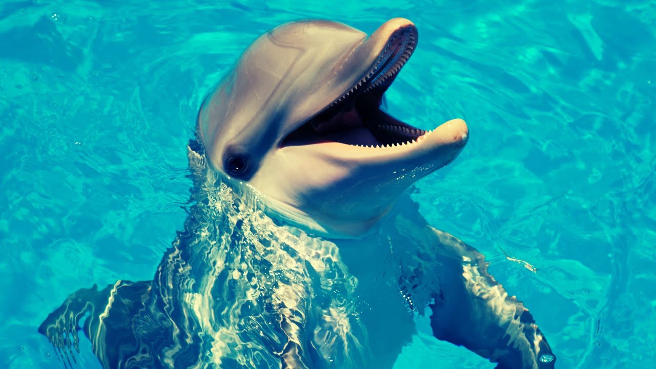 Dolphins: Facts, Intelligence, and Why They Deserve a Day of Their Own | National Dolphin Day