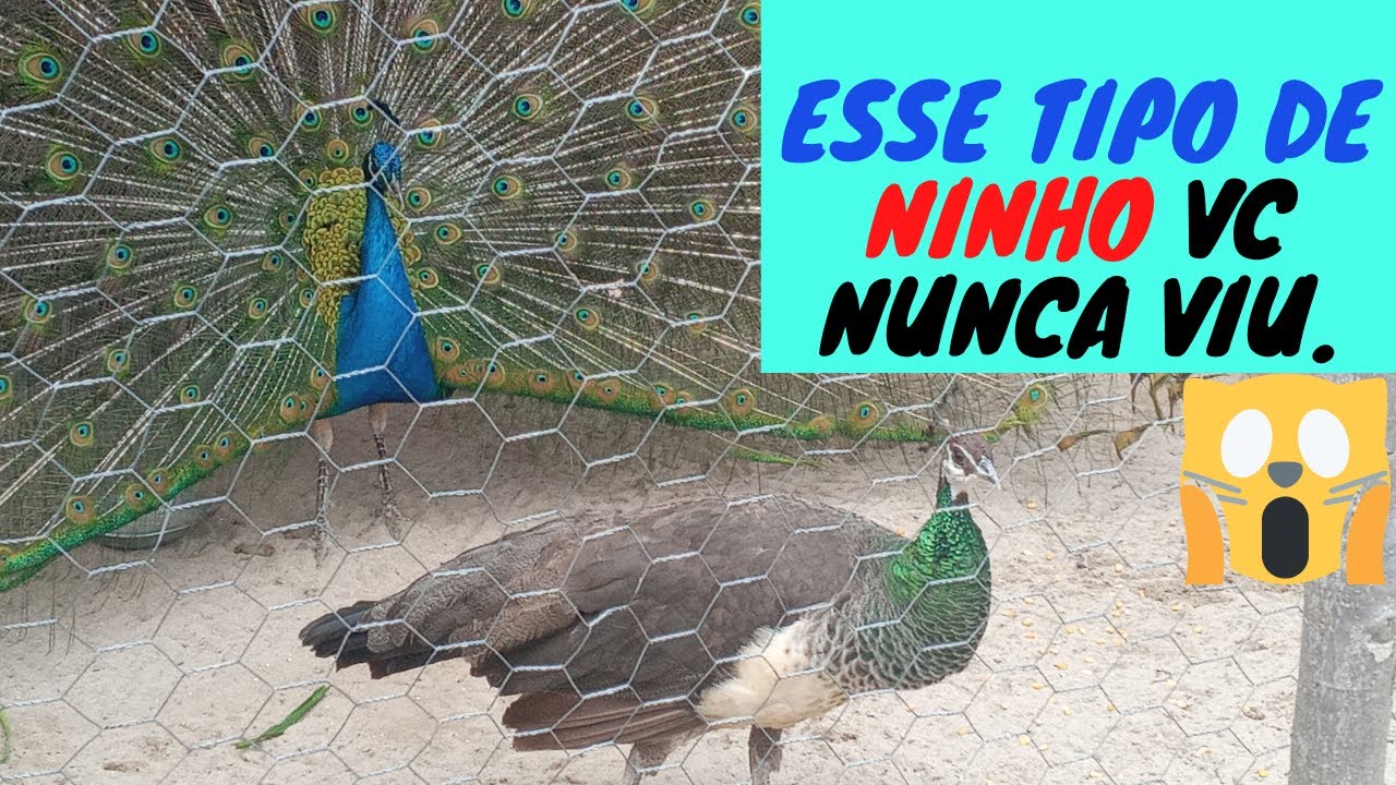 DICAS-Como Fazer NINHO PARA a PAVOA Botar os OVOS, fácil e sem gastar DINHEIRO? Como Criar Pavões.