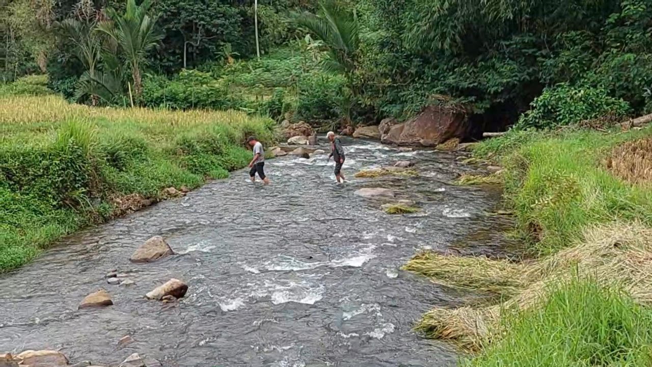 Unik‼️ Ada Sawah di Seberang Sungai - Dekat Jalan Mobil