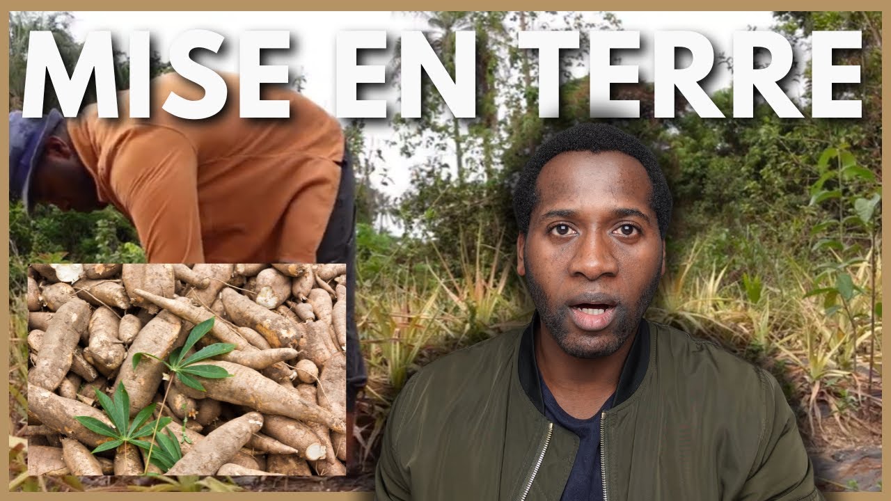 Manioc | Mise en terre du Manioc dans la nouvelle zone | Investir en Guinée