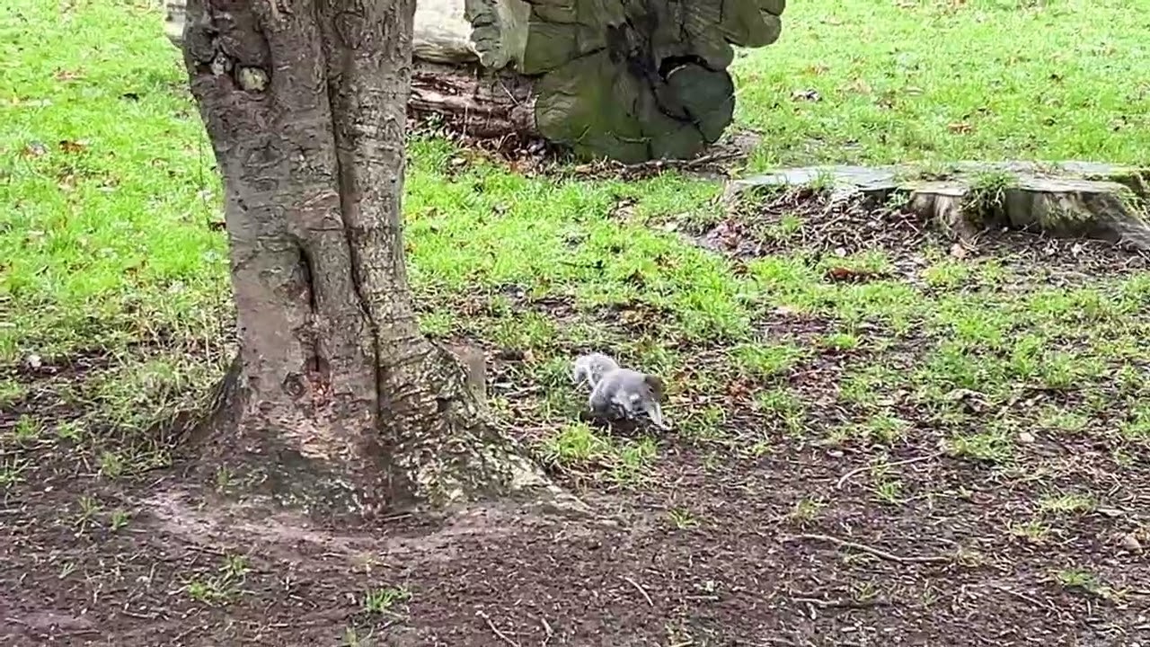 ￼ Ellington Park #morning #viralvideo #naturelovers #beautiful #nature #sound #uk