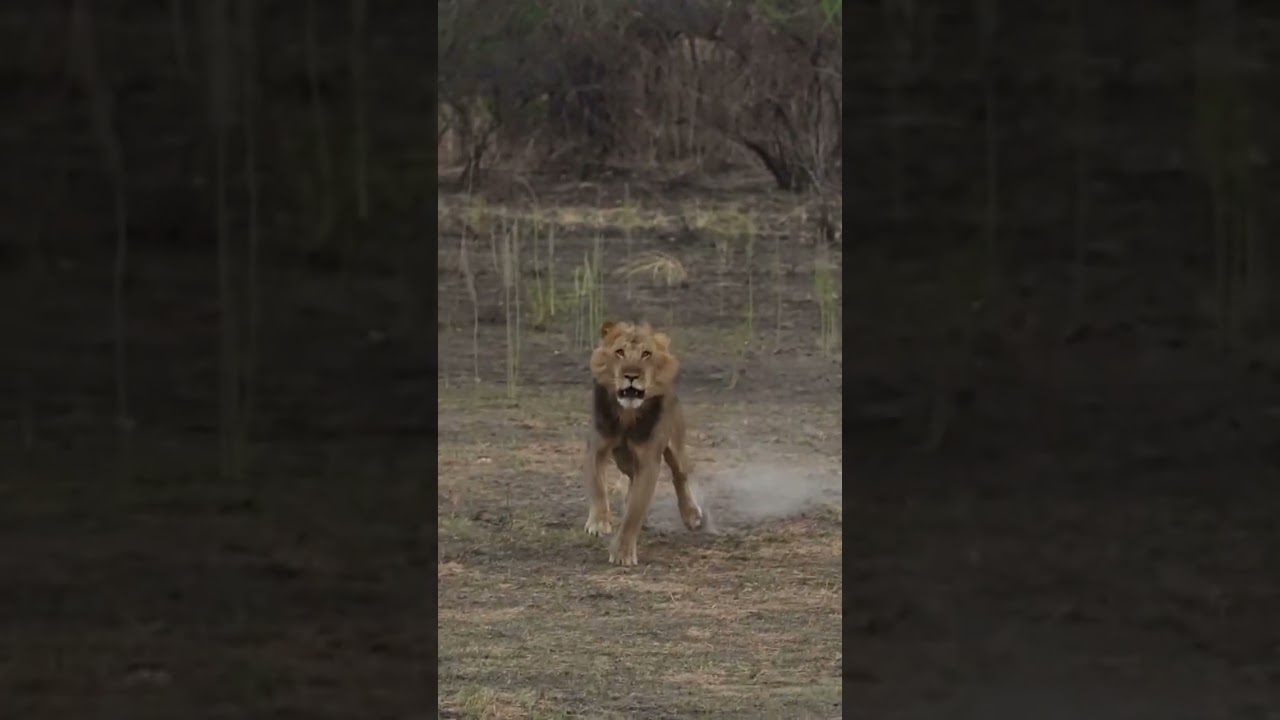 TANZANIA LION CHARGE 🦁