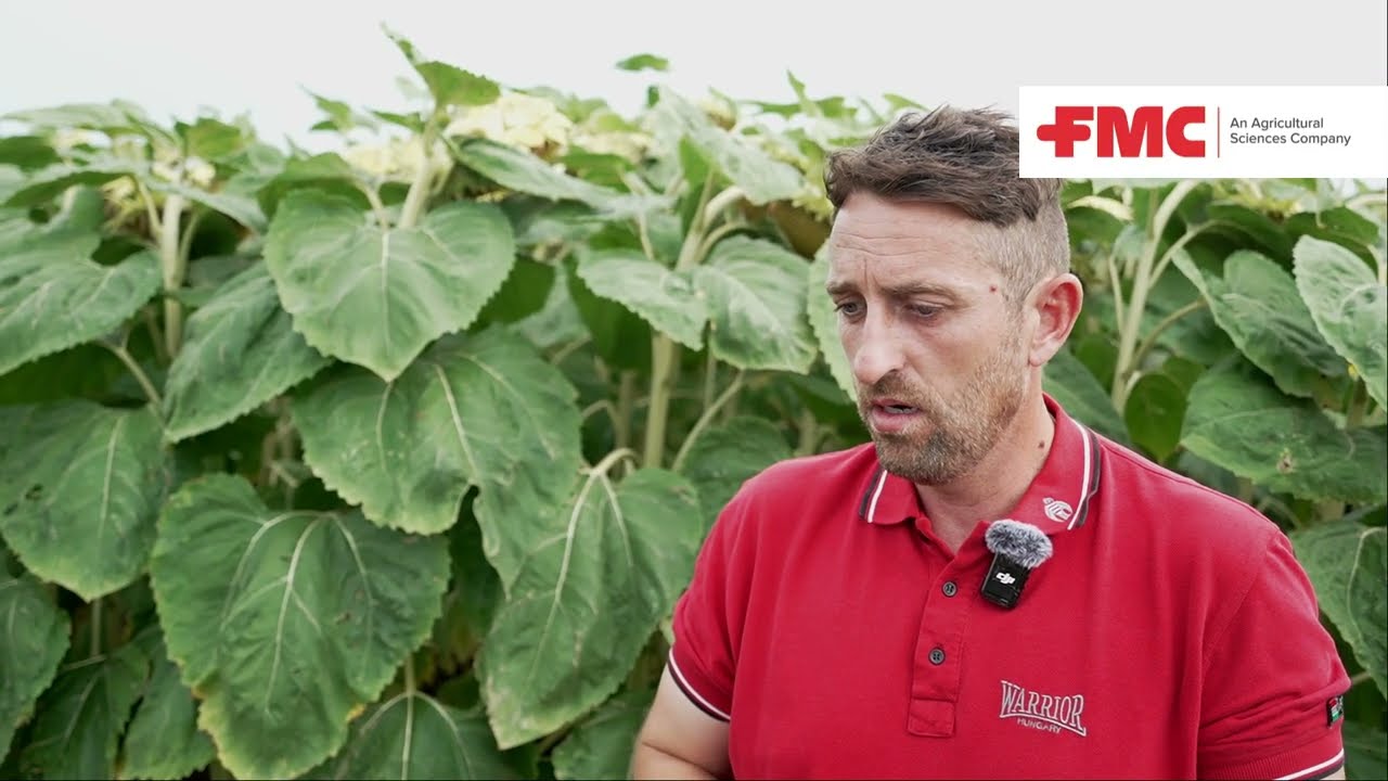 🌻Napraforgó technológia✅