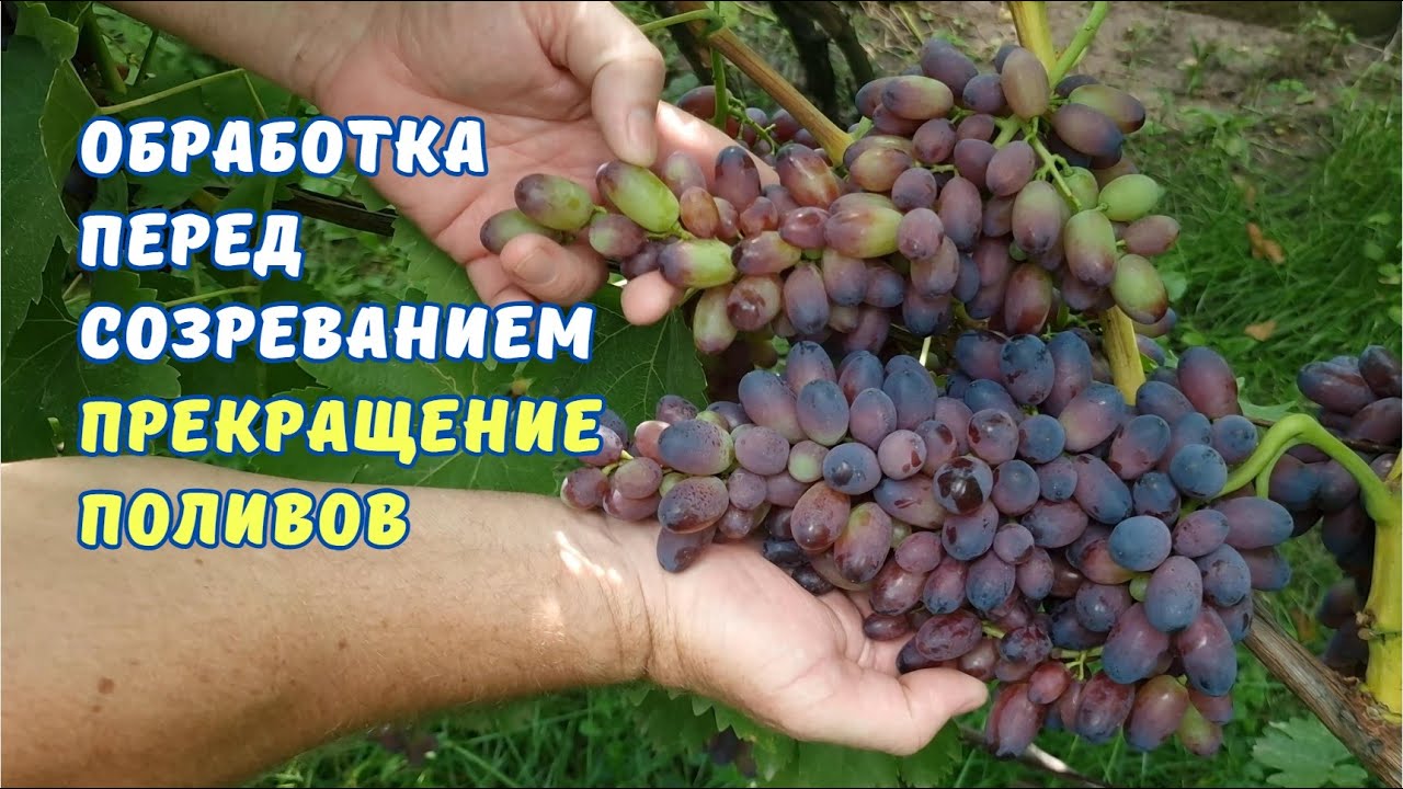Обработка для созревания. Прекращение поливов.