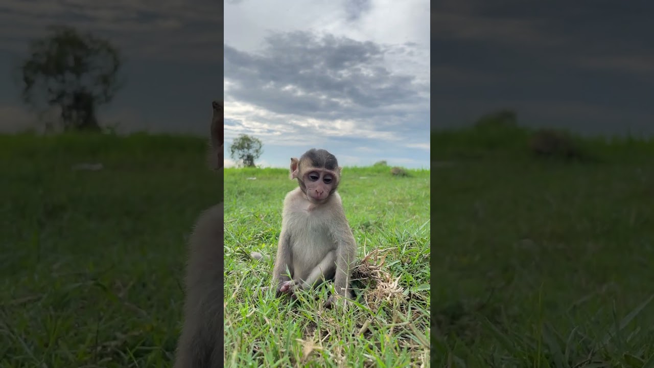 baby monkey run in the field