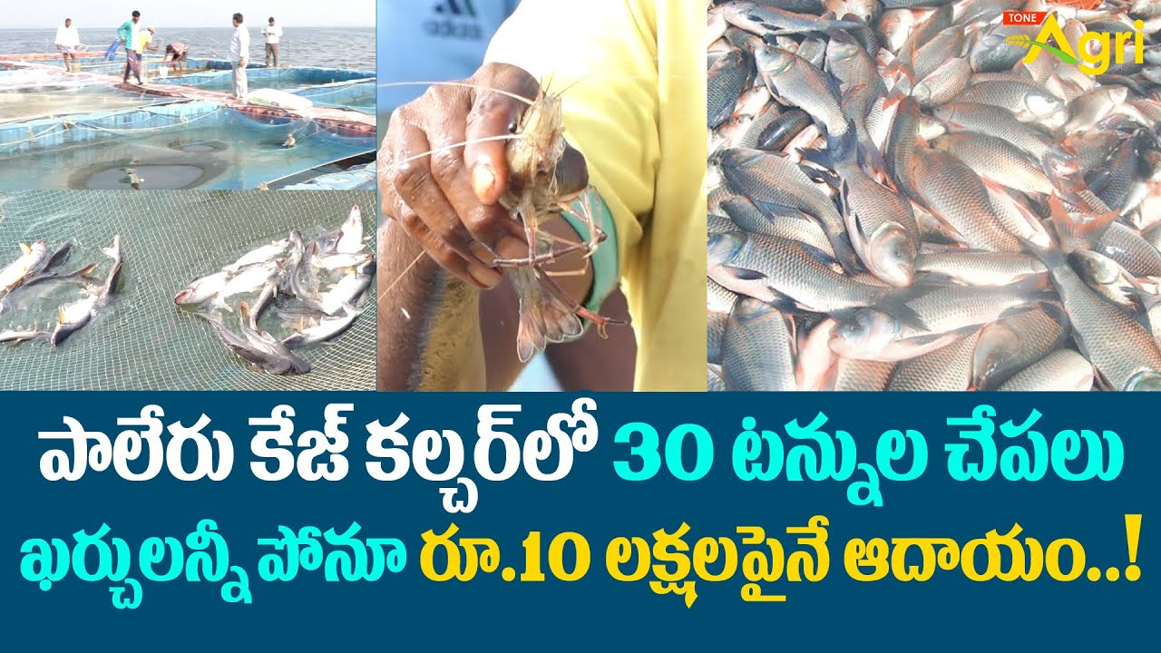 Cage Culture Fish Farming | పాలేరు కేజ్ కల్చర్‌లో 30టన్నుల చేపలు.. రూ.10లక్షలపైనే ఆదాయం..! Tone Agri