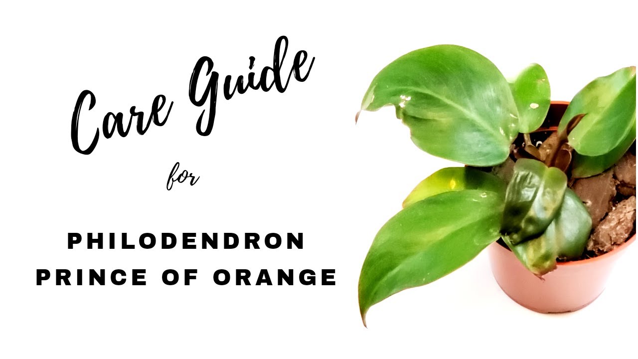 PHILODENDRON PRINCE OF ORANGE | Ultimate Care Guide | repotting | update included