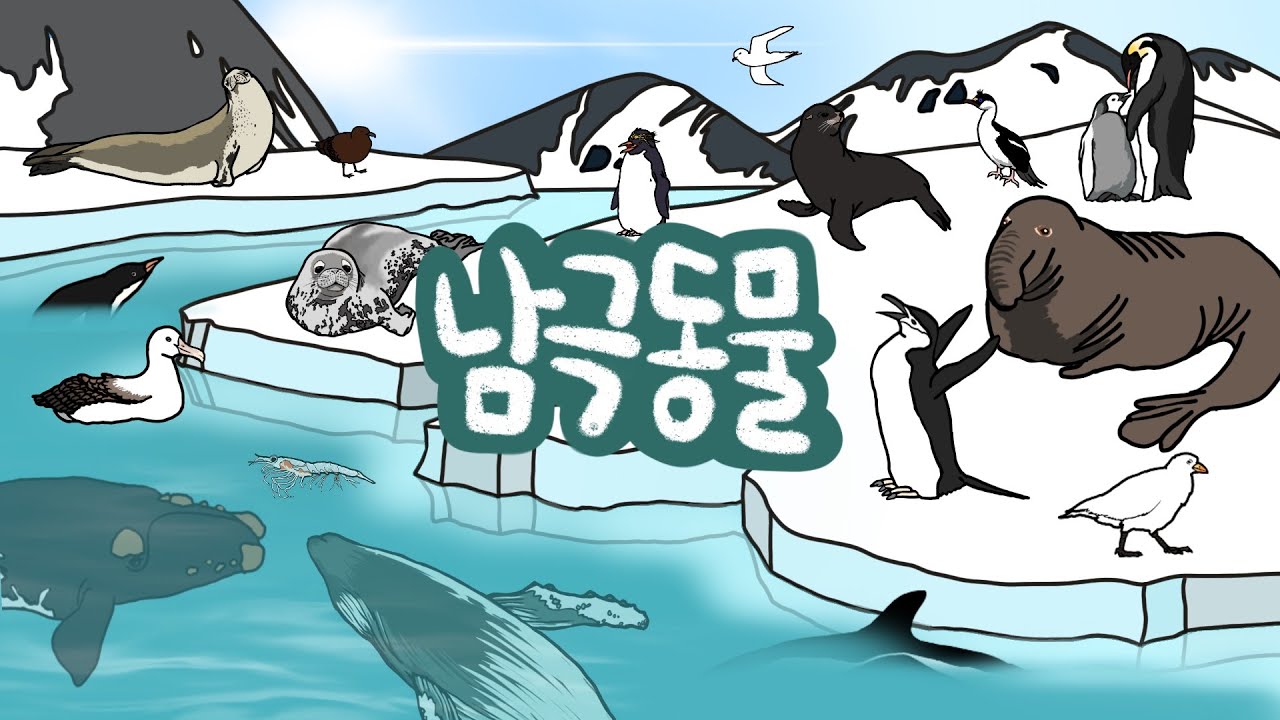 남극동물 | 남극에는 어떤 동물, 고래들이 살고 있을까? | 극지방동물 | 추운 곳에 사는 친구들을 만나보아요 | 저자극유아영상 |  키즈드로우