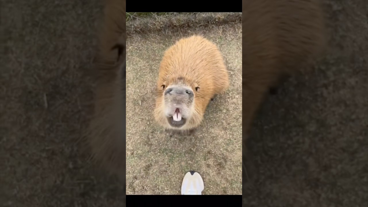 Capybara ：Nice to meet you #cute #capybara  #animals #funny